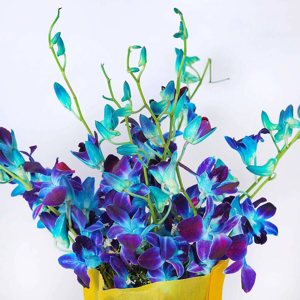Vibrant Blue Orchid Bouquet with Yellow Wrap